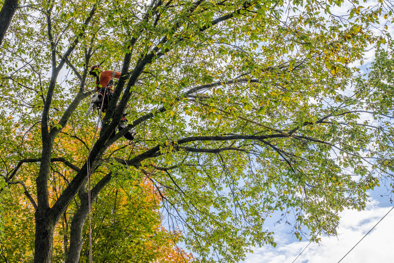 Arcadia Tree Services performing tree service in Arcadia, CA